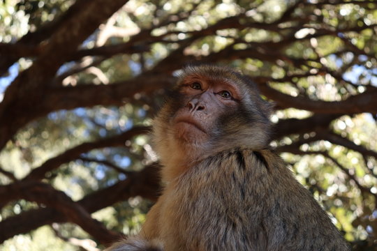 monkey 