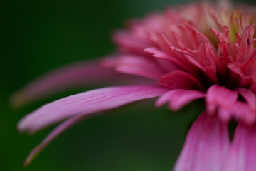 Echinacea pink, flower in the garden close-up on a green background, top view 