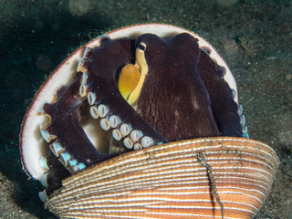 coconut octopus