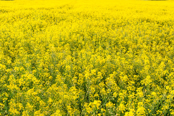 Background made of ripening rape in the field on a beautiful sunny day, natural light.