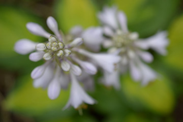 White host flowers on a green background, macro, close up, top view