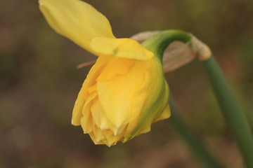 żółty  wiosenny  kwiat