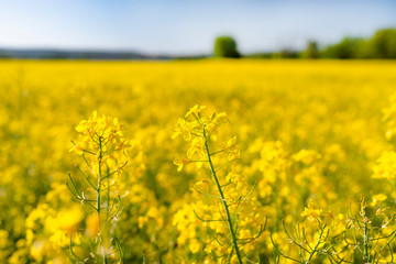 Ripening rapeseed flower close up, in the background a field of rapeseed, on a beautiful sunny day,...
