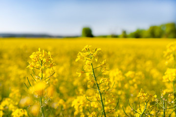 Ripening rapeseed flower close up, in the background a field of rapeseed, on a beautiful sunny day, natural light.