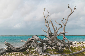 dead tree on the caribbean beach, Bonaire
