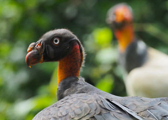 Königsgeier in Costa Rica