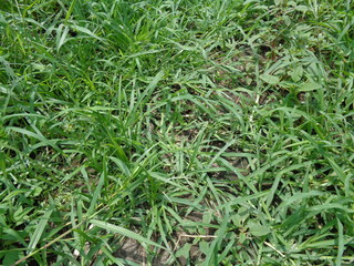 Close up green Eleusine indica (Indian goosegrass, yard grass, goosegrass, wiregrass, crow foot...