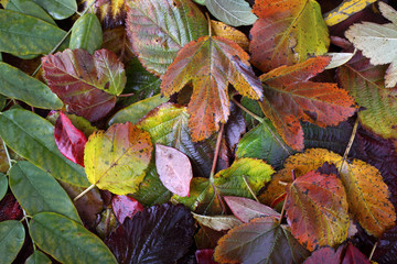 Autumn leaves