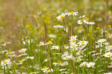 field of daisies. field daisies in a spring meadow