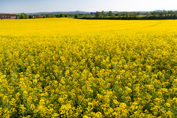 Obraz premium Ripened rapeseed on a field in western Germany, in the background a blue sky, natural light.