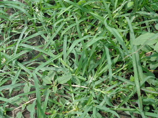 Close up green Eleusine indica (Indian goosegrass, yard grass, goosegrass, wiregrass, crow foot grass, lulangan). This plant is a species of grass in the family Poaceae. It is a small annual grass.