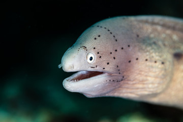 Muraenidae - .Moray eels