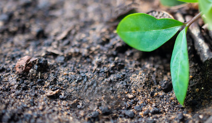 A small green plant sprout lies alone on the ground, an environmental problem of tree felling and nature pollution: earth day
