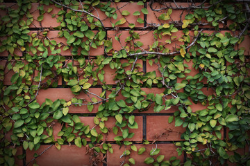 Red brick wall fence There are more vines.Darken the image