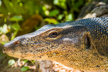 an Asian water monitor(Varanus salvator) is doing sun bath in Sungei Buloh Wetland Reserve Singapore.
It is a large varanid lizard native to South and Southeast Asia.