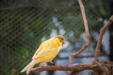 One  small domestic canary with funny hair, horizontal