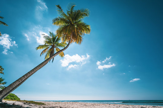 two tropical palms at white beach, Isla Saona, Dominican Republic