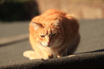 rudy  skradający  kot  na  dachu  - obrazy, fototapety, plakaty