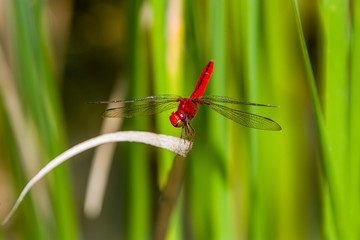 The scarlet skimmer (Crocothemis servilia) in pond of Sungei Buloh wetland reserve Singapore.
It is a species of dragonfly of the family Libellulidae, native to east and southeast Asia