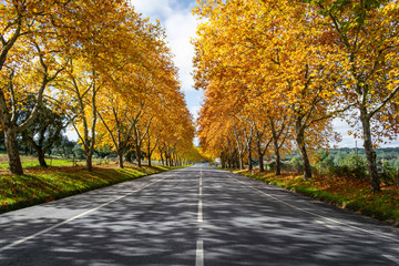 Alentejo road in autumn with golden tree leafs
