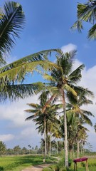 Fototapeta na wymiar coconut tree in rice fields