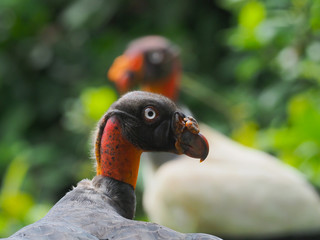 Könisgeir (King vulture) - Sarcoramphus papa