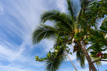 Fototapeta premium young coconut palm tree on sunny day with clouds, Caribbean Island