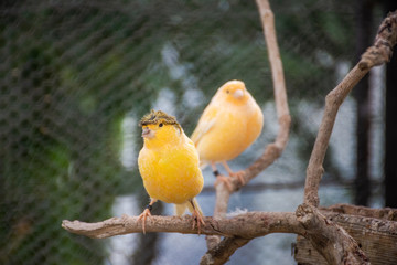 Two small domestic canaries, horizontal