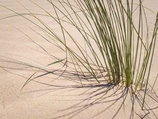 Wild beach in Algarve Portugal closeup