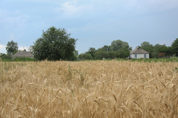 Wheat field. Ripe golden wheat ears before harvesting