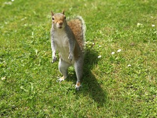 Squirrels