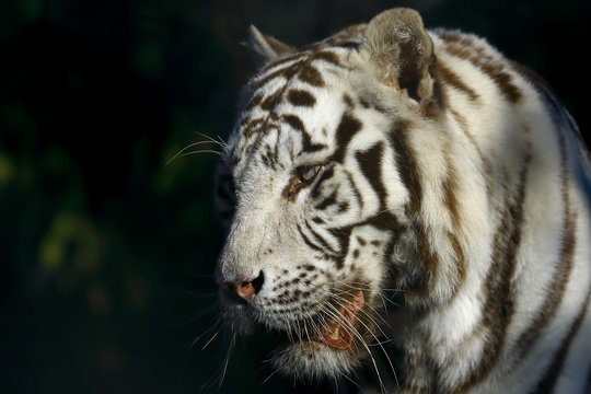 Close-up Of White Tiger