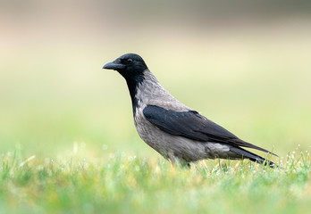 Hooded crow ( Corvus corone ) close up