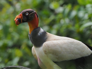 Königsgeier, King vulture, Geier, Greifvogel, Sarcoramphus papa