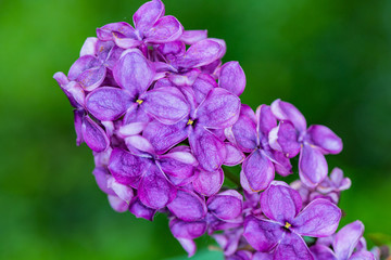 Flieder im Frühling