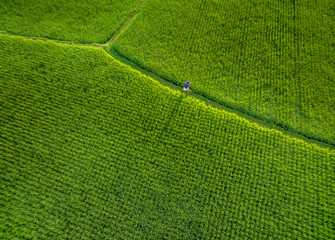 Aerial rice field with beautiful landscape and coconut tree, wooden house, farmers in foggy sunlight morning. Aerial view of agriculture in rice fields