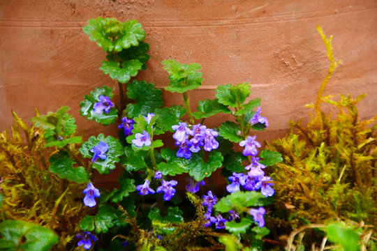 
Gundermann Gundelrebe   -Glechoma hederacea heilpflanze