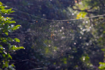 The spider stands on the huge web in Thomson Natural Park Singapore.