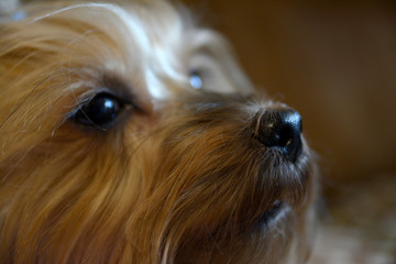 dog nose close up, defocused eyes