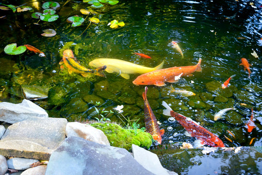 Yellow and orange carp fishes  in the pond.