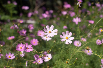 Purple cosmos flowers in gardening use for background or wallpaper