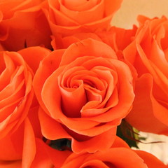 brick-colored roses