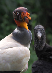 Königsgeier (Sarcoramphus papa) in Costa Rica