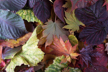 Autumn leaves background