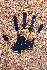 Hands on buckwheat groats.
