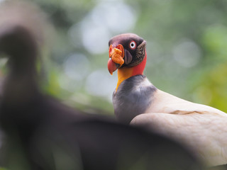 Könisgeier (King vulture- Sarcoramphus papa)  in Costa Rica 