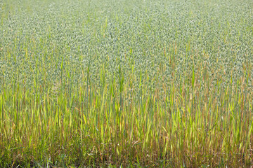 The ripening field of oats