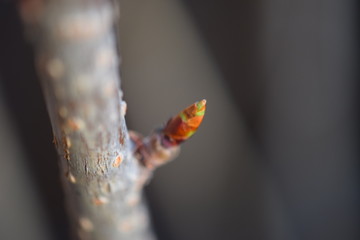 Knospen, Junge Triebe