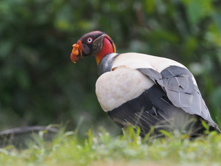 Königsgeier, King vulture (Sarcoramphus papa) in Costa Rica