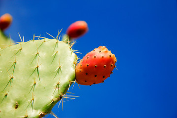 Prickly pear cactus aka opuntia with ripe red and yellow fruit